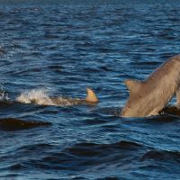 Paradise Dolphin Cruises photo