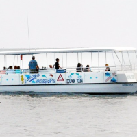 Paradise Dolphin Cruises photo