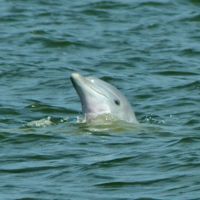 Paradise Dolphin Cruises photo