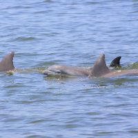 Paradise Dolphin Cruises photo