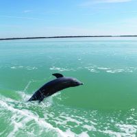 Paradise Dolphin Cruises photo