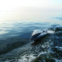 Paradise Dolphin Cruises photo