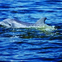 Paradise Dolphin Cruises photo