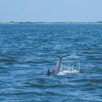 Paradise Dolphin Cruises photo