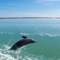 Paradise Dolphin Cruises photo