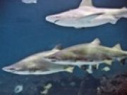 North Carolina Aquarium on Roanoke Island, Aquarist for a Day