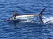 Pirate's Cove Marina, Fighting The Billfish