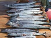 Pirate's Cove Marina, Sailfish, Wahoo, King Mackerel and Mahi