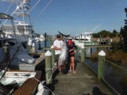 Pirate's Cove Marina, Trophy Bluefin!