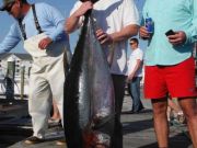 Pirate's Cove Marina, Dolphin and Tuna!