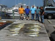Pirate's Cove Marina, Dolphin!