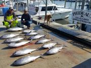 Phideaux Fishing, YELLOW FIN, YELLOW FIN