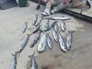 Phideaux Fishing, Thanks Rustins