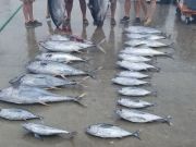 Phideaux Fishing, Great tuna fishing, BIG EYE, YELLOW and BLACK