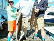 Pirate's Cove Marina, Catchin Cobia.....