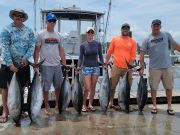 Phideaux Fishing, not many sharks