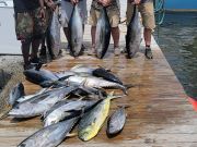 Phideaux Fishing, Still good tuna fishing