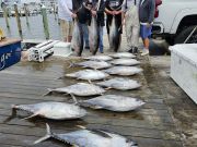 Pirate's Cove Marina, Yellow Fin Fever!