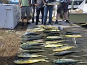 Phideaux Fishing, Mahi mahi