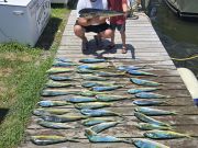 Phideaux Fishing Charters Outer Banks, Bunch of Dolphin