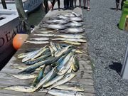 Phideaux Fishing Charters Outer Banks, Thanks Chase, action 🎬!!