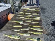 Phideaux Fishing Charters Outer Banks, White Marlin!