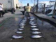 Carolina Girl Sportfishing Charters Outer Banks, Tuna ,Tuna & More Tuna Come Get Some