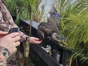Waverunner Fishing Charters, Quack Quack!