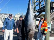 Pirate's Cove Marina, Nice Bluefin!