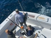 Pirate's Cove Marina, Spring Bluefin & Yellowfin