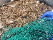 Risky Business Shrimping & Crabbing Charters, The Shrimp are Here!
