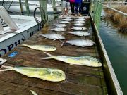 Pirate's Cove Marina, Midweek Fishin!