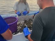 Risky Business Shrimping & Crabbing Charters, The Shrimp are Here!