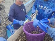 Risky Business Shrimping & Crabbing Charters, Shrimp from this Morning’s Charter