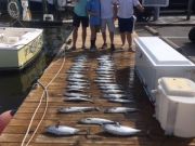 Pirate's Cove Marina, Holy Mackerel!