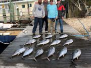 Pirate's Cove Marina, One Fin, Two Fin, Yellowfin, Blackfin!