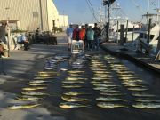 Carolina Girl Sportfishing Charters Outer Banks, October 7/20 Great Mahi & Tuna Fishing Come Get Some !