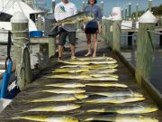 Pirate's Cove Marina, Mahi Madness