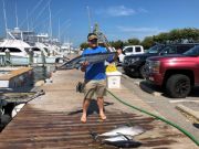 Pirate's Cove Marina, Mixed Bag Today..