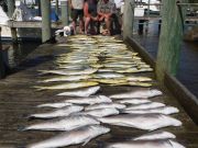 Pirate's Cove Marina, Mahi Madness