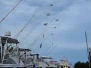 Pirate's Cove Marina, Labor Day Fishing...