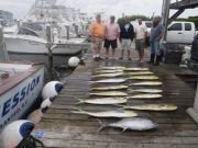 Pirate's Cove Marina, Tuna and Mahi!