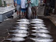 Pirate's Cove Marina, Tuna Time...