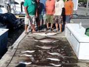 Pirate's Cove Marina, Cobia Bites?