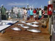 Pirate's Cove Marina, Tunas and White Marlin!