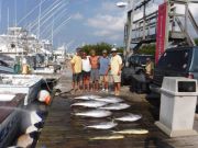 Pirate's Cove Marina, Yellowfin Tunas!