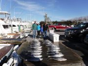 Pirate's Cove Marina, YELLOWFIN!