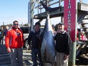 Pirate's Cove Marina, Bluefin Tuna!