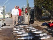 Pirate's Cove Marina, Yellowfin Tuna at Pirate's Cove!
