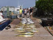 Pirate's Cove Marina, TUNA AND MAHI